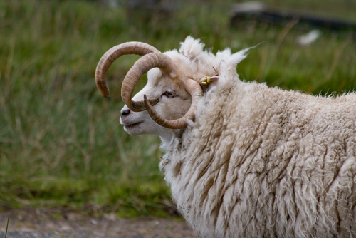 Jacob Four Horned Sheep
